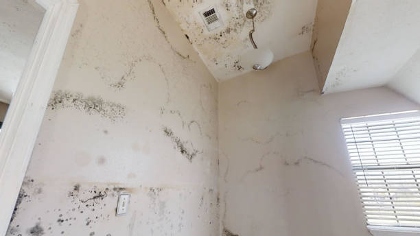 Best Asbestos and Lead Testing During Mold Inspection  in Versailles, IN