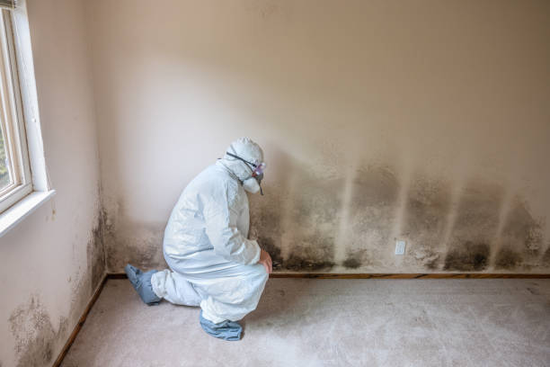Best Mold Removal for HVAC Installations  in Versailles, IN
