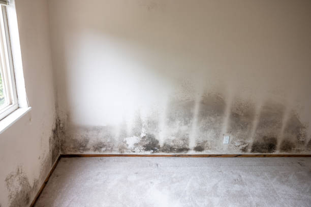Best Dehumidification Services  in Versailles, IN