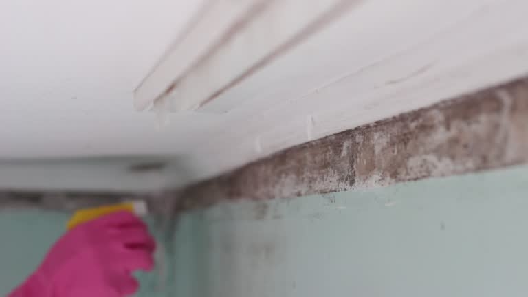Best Basement Mold Removal  in Versailles, IN